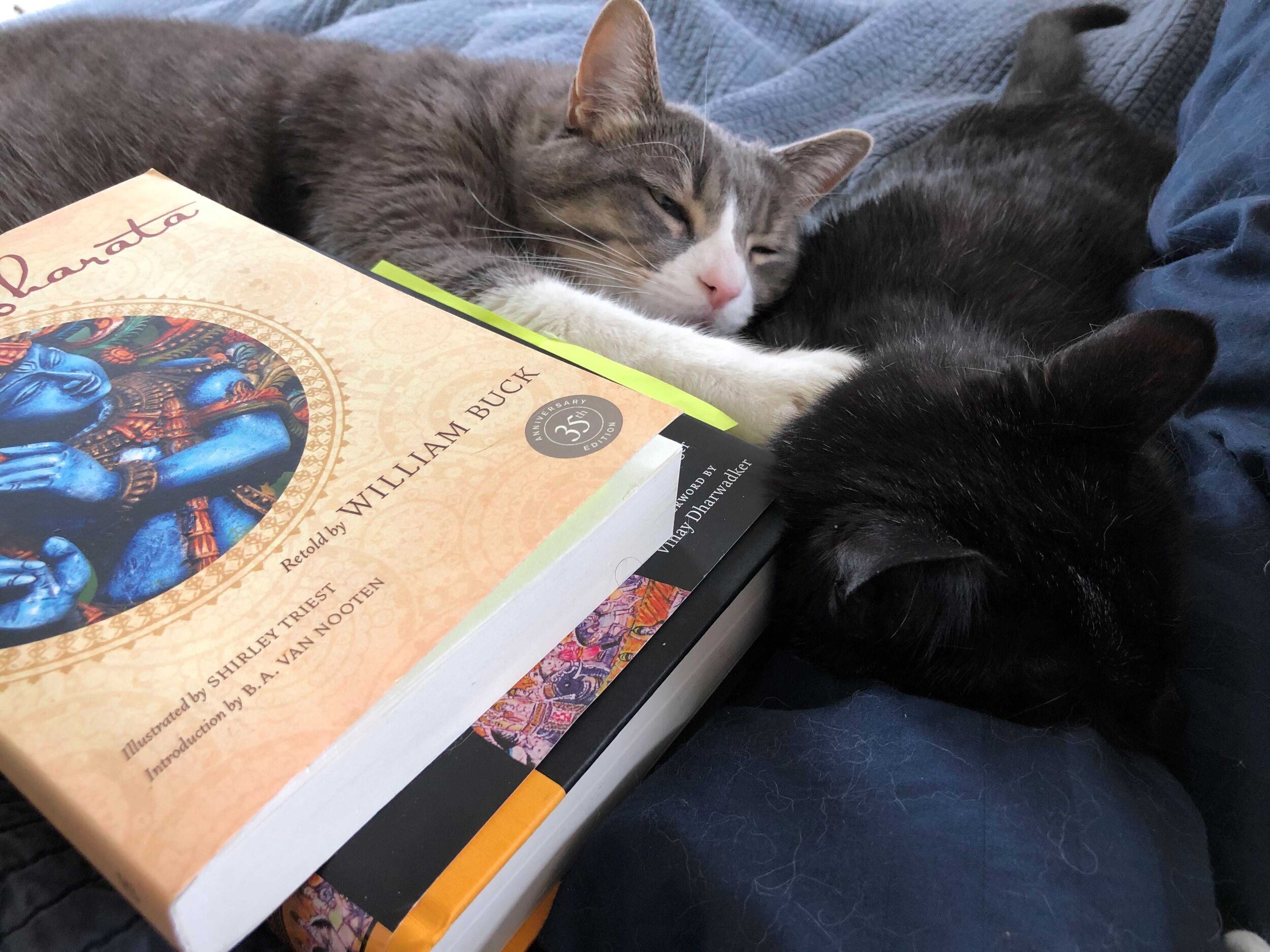 An image of Bobby sleeping with another cat and some copies of the Mahabharata.